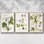 «Passion Flower Trio I», ensemble de 3 toiles encadrées-471762373-471762372