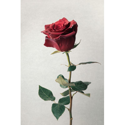 Rose rouge - photographie sur toile tendue