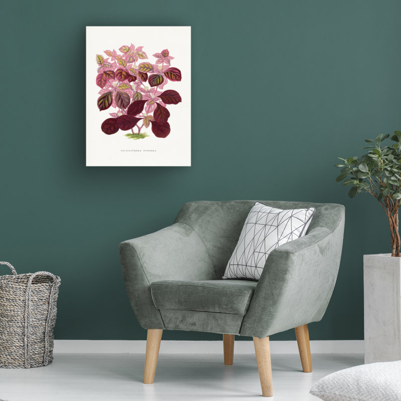 Illustration sur toile de bolologien, Les Plantes et une feuille de Teleianthera rose, H 19 po x l 14 po