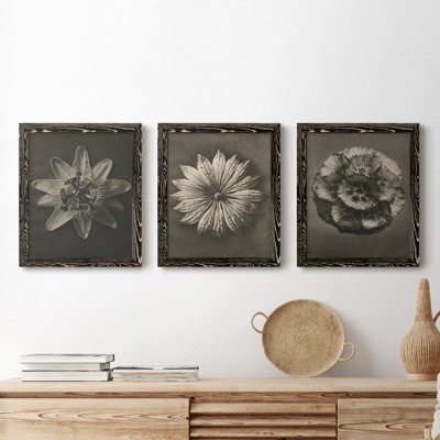 " Blossfeldt Flower I " 2 - Pieces