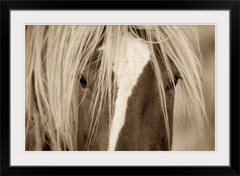 «Kemani The Blonde» Lisa Dearing, reproduction de photo, H 32 po x l 44 po x P 1 po, Cadre noir