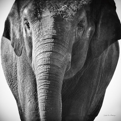 Elephant I No Border 1 Piece Wrapped Canvas Wall Art
