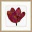 Floral Studies 6 Print