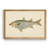 " Donovan Antique Fish IV "-1371544612-1371544613