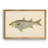 Donovan Antique Fish IV - Matted and Framed Under Acrylic Glass, Large Living Room Wall Art-1371544613-1371544612