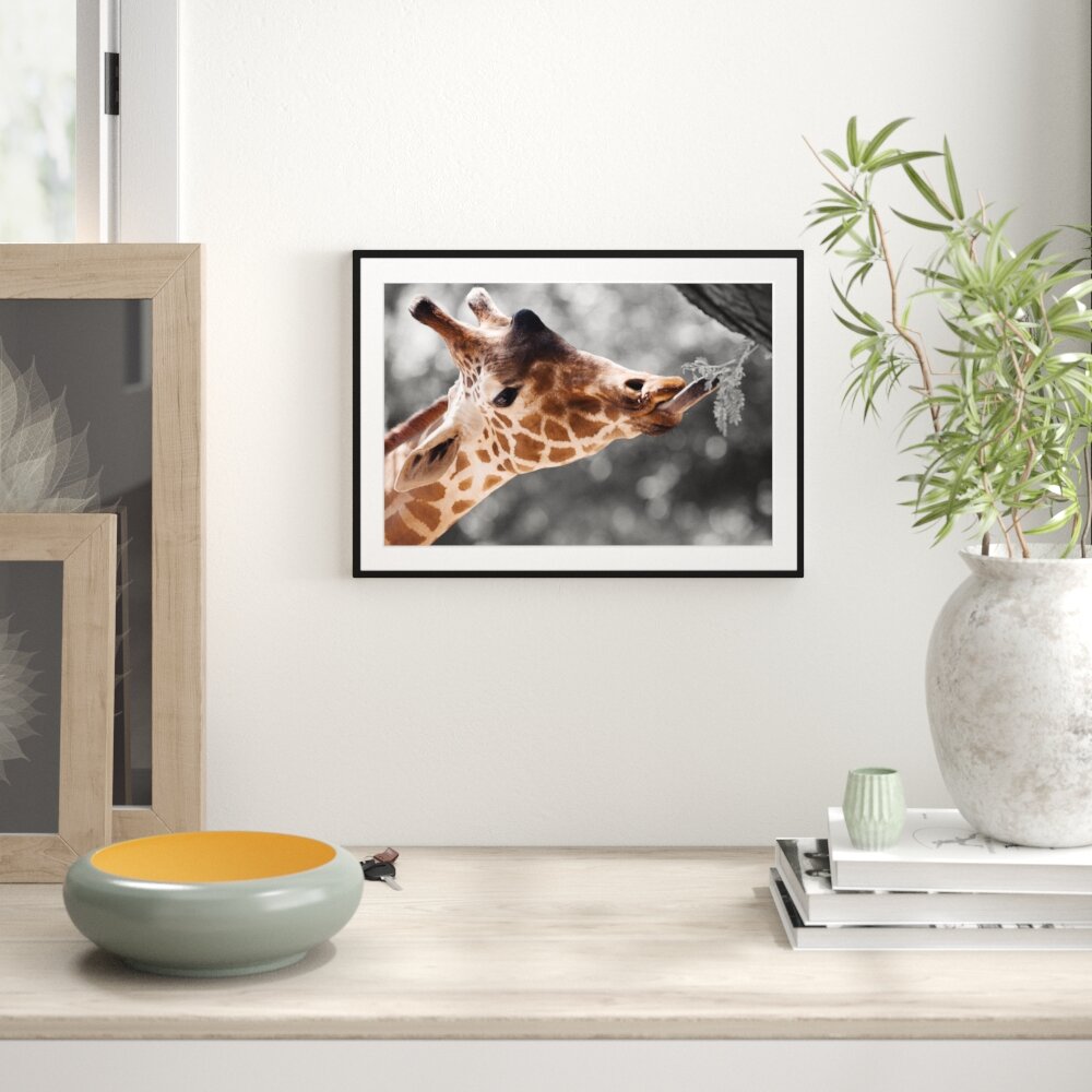 Gerahmtes Poster Hungrige Giraffe mit Zweig