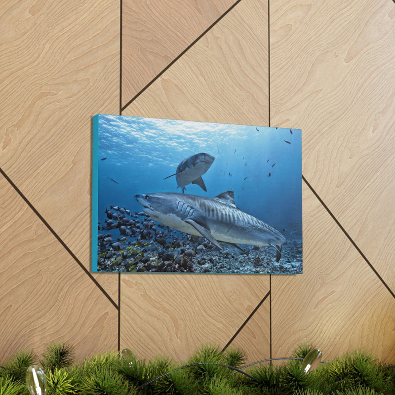Tiger Shark Hunting Tiger Shark on Hunt Print Animal Wall Art, 12" H x 18" W