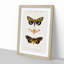 Moth Illustrations Pl.18 by Charles d' Orbigny - Picture Frame Painting Print-55582010-55582011