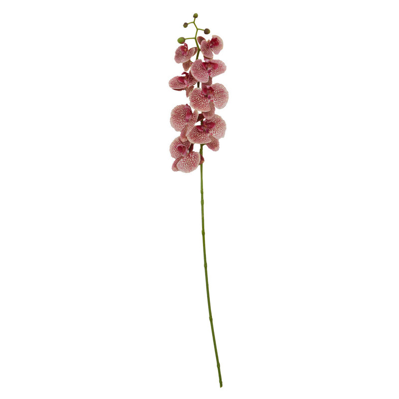 Fiori Orchid Arrangement