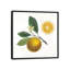 Classic Citrus II by Sue Schlabach - Gallery-Wrapped Canvas Giclée-27702349-72507448-72507449
