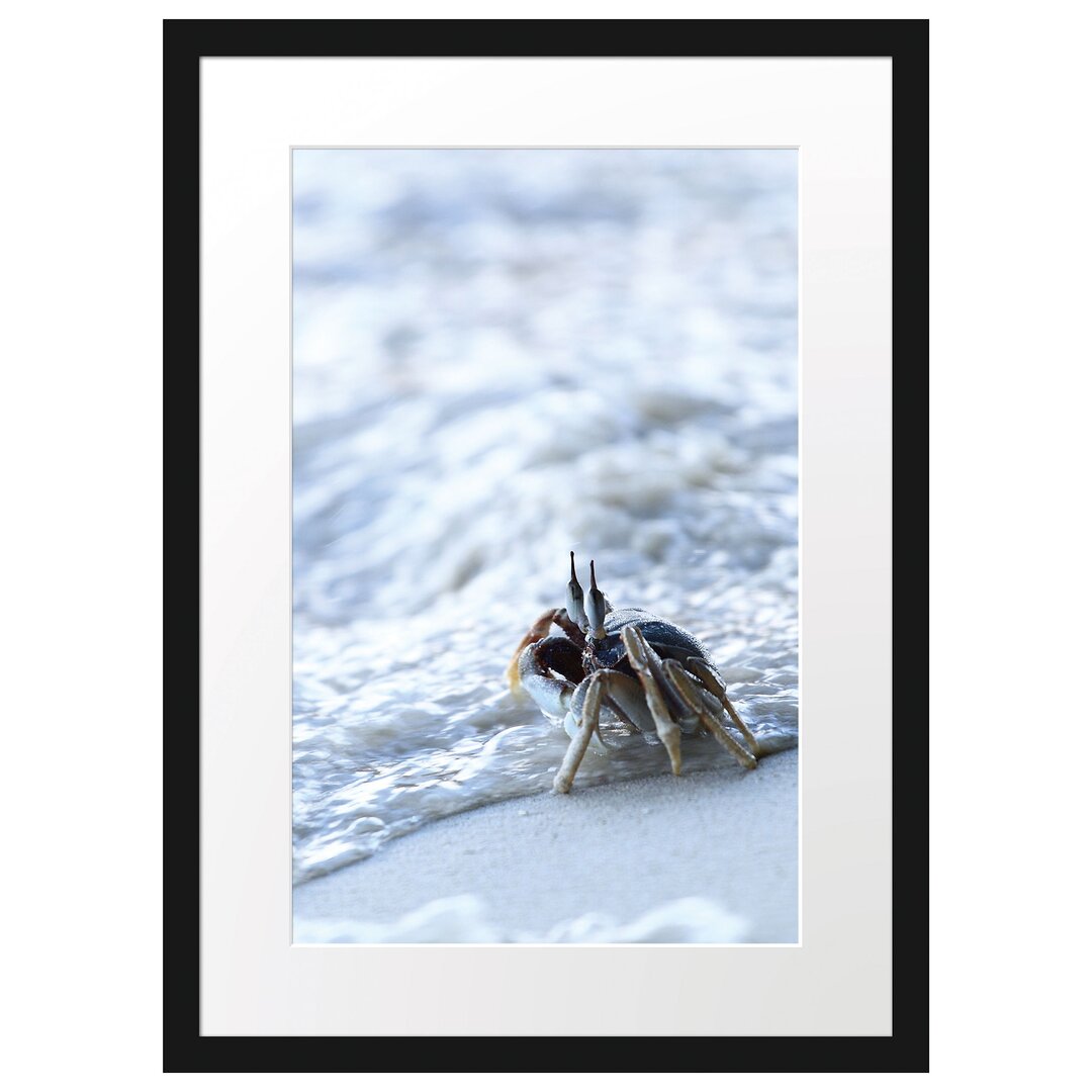 Gerahmtes Poster Kleine Krabbe am Strand