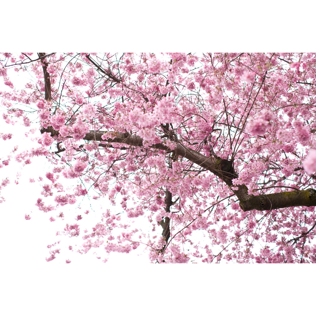 Kirschblüten von Theboone - Kunstdrucke auf Leinwand