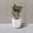 Karola Pot Planter-1267224134-1267224138