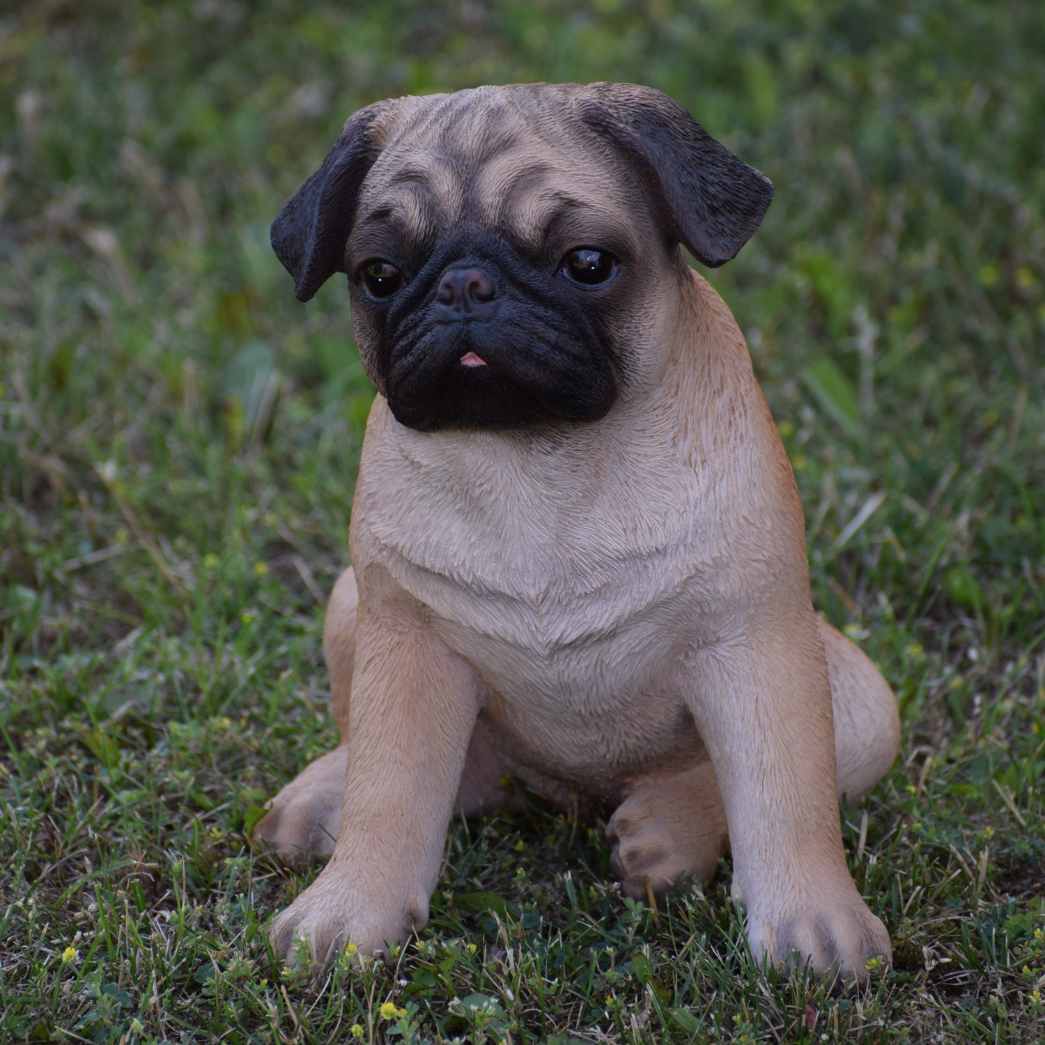 Pug. Three months old female dog with rare fur color silver gray sitting on  a gray sheepskin. Germany - SuperStock