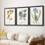Nature imprimé Botanicals vii - impression sur mesure encadrée de qualité supérieure - 3 pièces-728451893-728451892