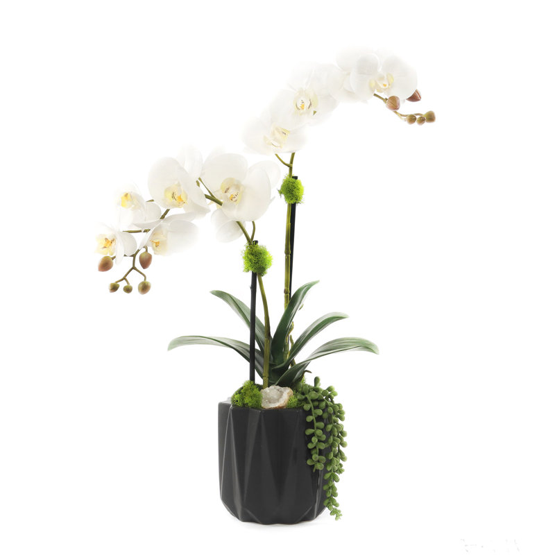 Orchid Floral Arrangement in Pot