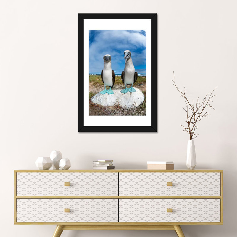 « blue-footed booby pair, îlot santa cruz, îlot de galapagos, équateur », reproduction de photo sur toile, Blanc