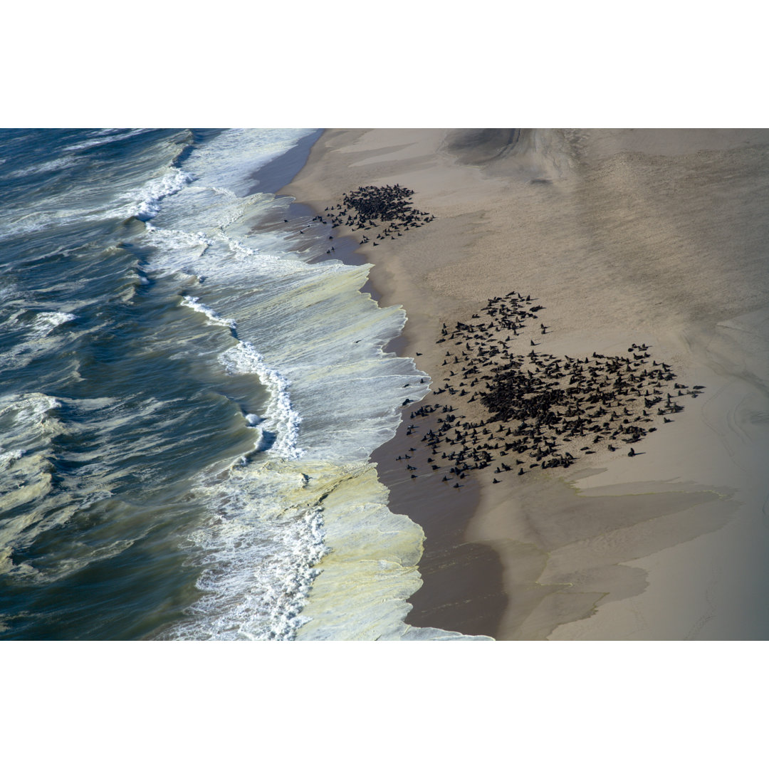 Robbenkolonie am Strand