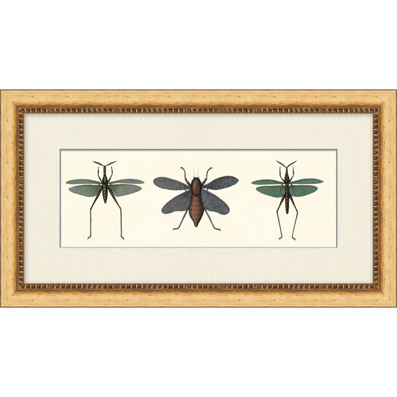 Specimen Trio 4 Print by Lillian August