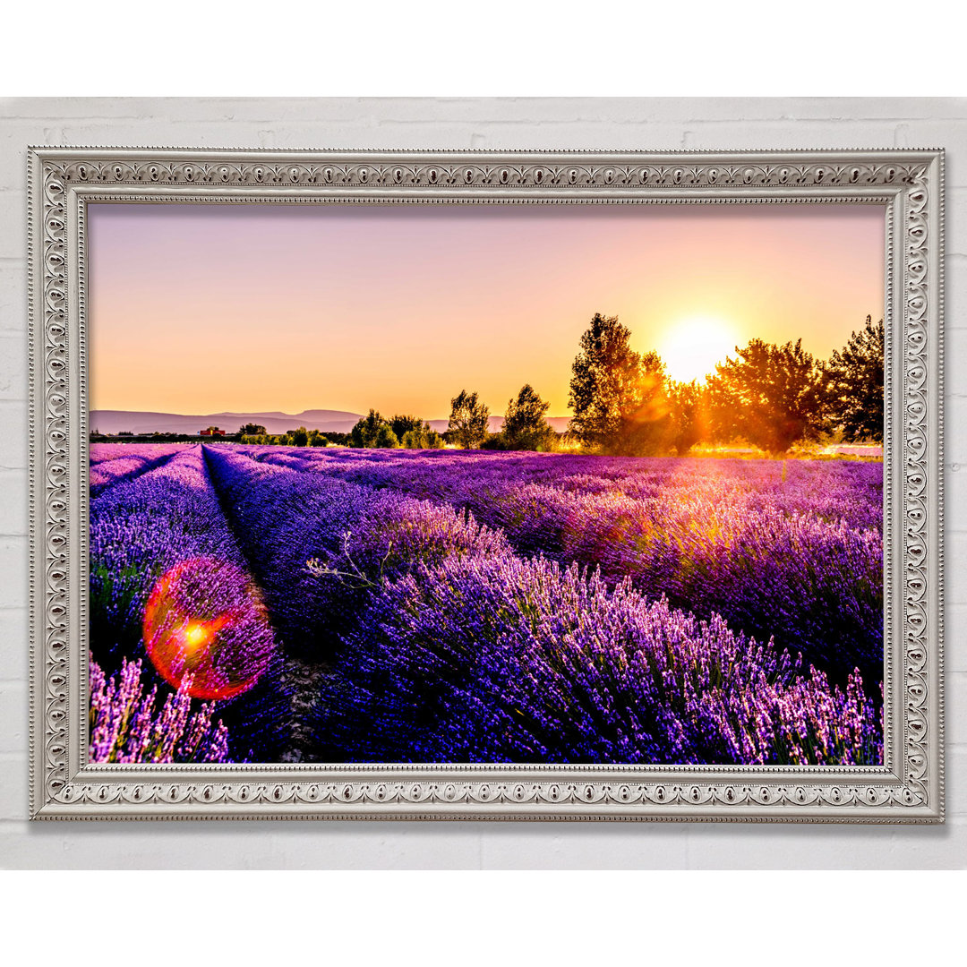 Sunflare Over The Lavender Gerahmter Druck