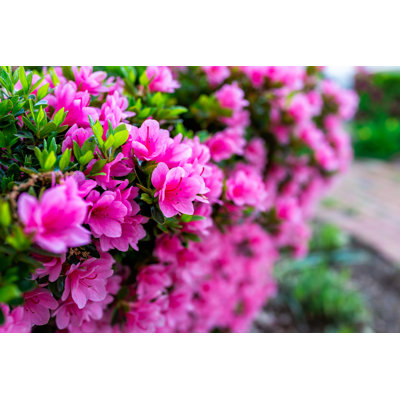 Pink Rhododendron Flowers - Wrapped Canvas Print