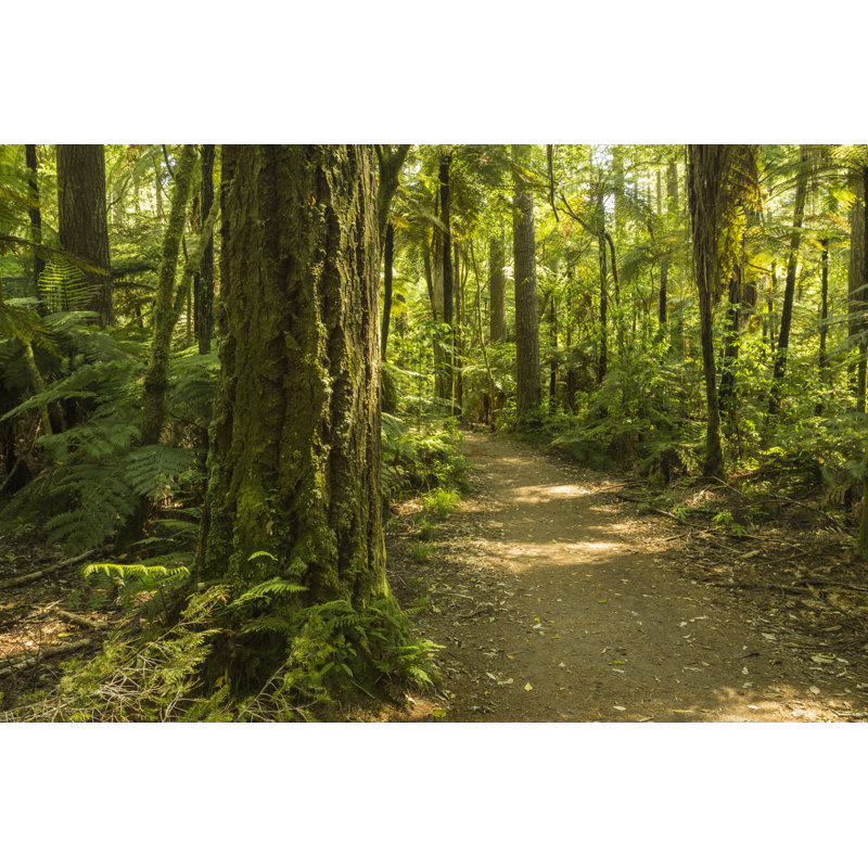Redwood Forest by Macca236 - Wrapped Canvas Print, 30cm H x 46cm W x 3.8cm D