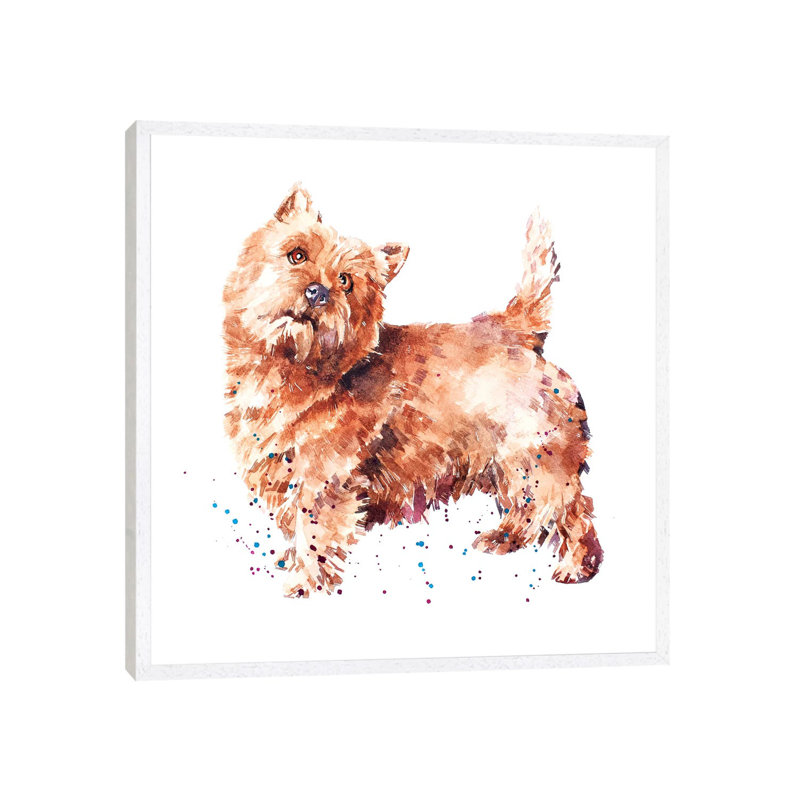 Norwich Terrier - Painting on Canvas, White Framed, 45.72 cm H x 45.72 cm W