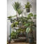 varen 38 cm H Faux Plant