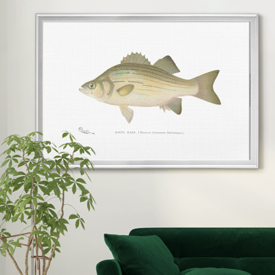 " White Bass "
