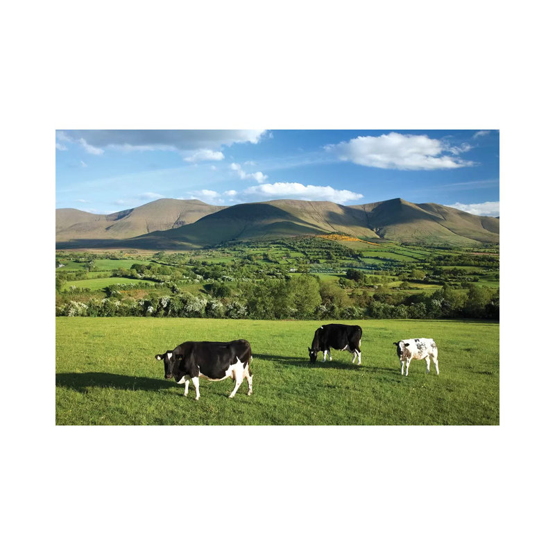 Cows Grazing In The Glen Of Aherlow, Galtee Mountains, County Tipperary, Ireland by Gareth McCormack - Wrapped Canvas Print