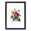 Red Rose Illustration - Framed Print-55616496-55616498