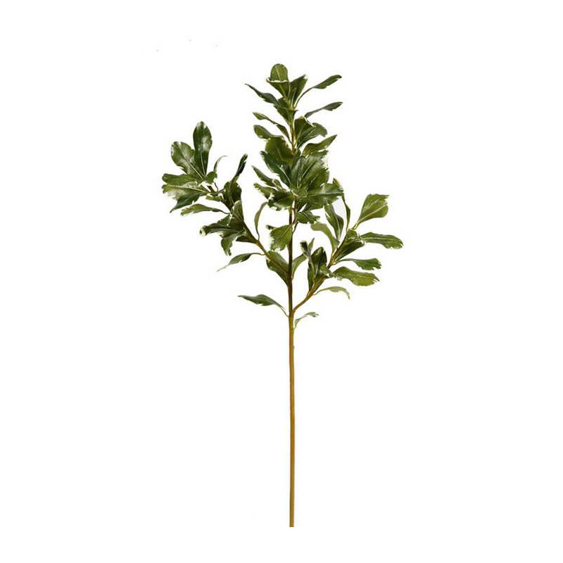 TIGE PITTOSPORUM