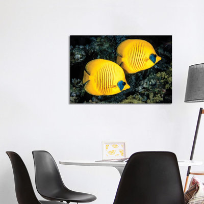 A Masked Butterflyfish, Chaetodon Semilarvatus, Also Known As The Blue-Cheeked Butterflyfish by David Fleetham - Gallery-Wrapped Canvas Giclée on Canvas