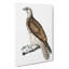 Cherrug Falcon by John Edward Gray - Wrapped Canvas-55315253