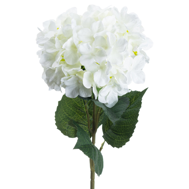 Anastasija Arrangement