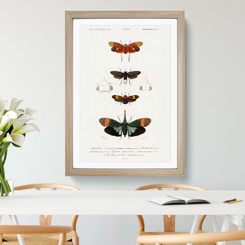 Moth Illustrations Pl.5 by Charles d' Orbigny - Picture Frame Painting Print, 36cm H x 27cm W x 2cm D, Oak Framed