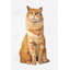 Toile encadrée orange avec un chat roux | Living Living Pet Home Decor