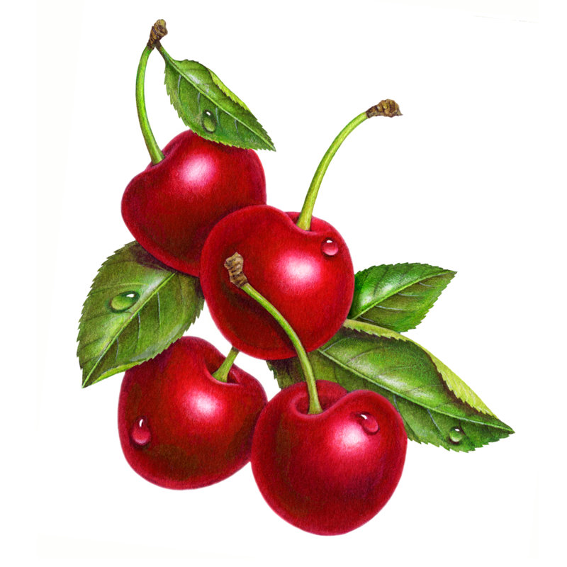 Cherries - Wrapped Canvas Print, 122cm H x 122cm W x 3.8cm D