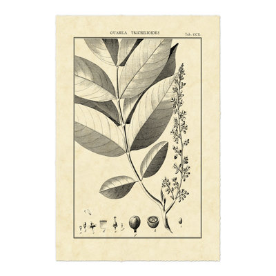 Vintage Botanical Study VI by Sellier - Wrapped Canvas Art Prints