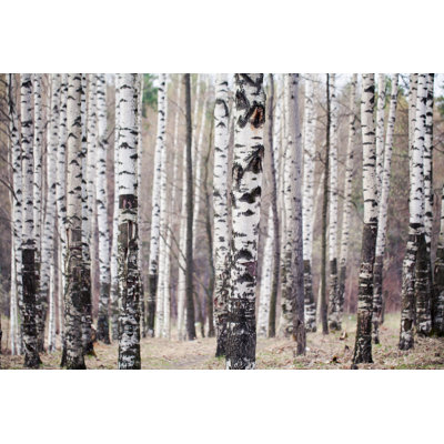 Birchwood by Dimuse
