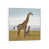 White Framed is unavailable