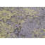 Windsom Oriental Area Rug