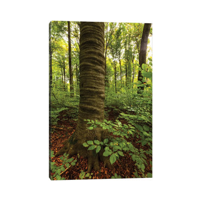 Poland, Lubelskie, Roztocze National Park, Beech Tree by Mikolaj Gospodarek - Wrapped Canvas Print
