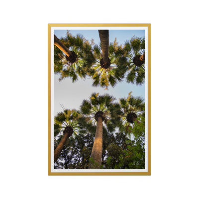 Athènes Palm II