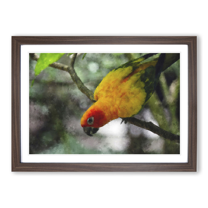 Parrot - Framed Print, 48cm H x 65cm W x 2cm D, Walnut Framed