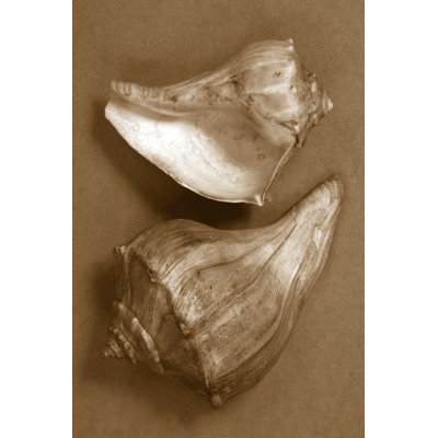 Sensual Shells I - Wrapped Canvas Print