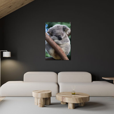 Koala mâle dormant, Queensland, Australie par Suzi Eszterhas - photographie non encadrée