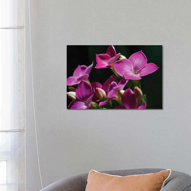 Pink Orchid On Black by Glauco Meneghelli - Wrapped Canvas Print, 66.04 cm H x 45.72 cm W