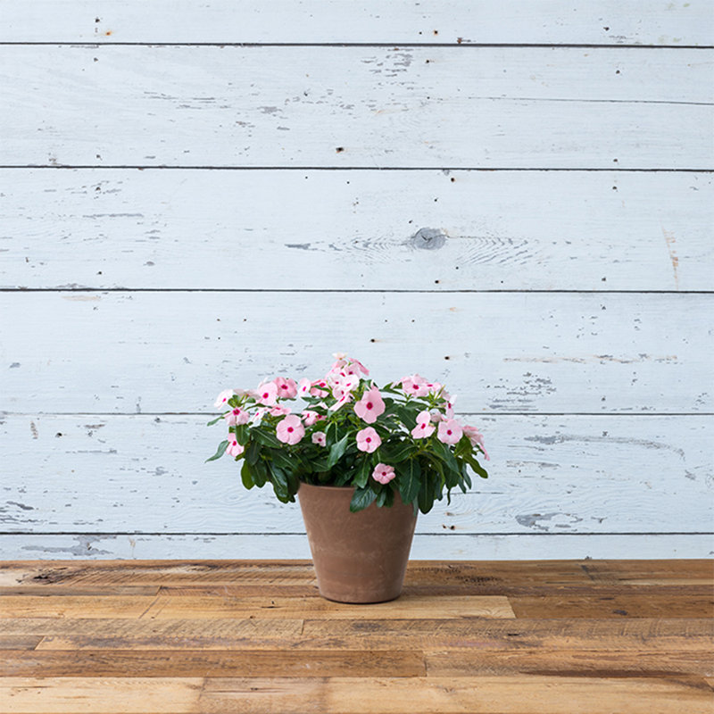 Carrero Pot Planter, Rust, 7.75" H x 8.25" W x 8.25" D