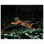 Jungle Tiger Wall Art & Signage by Mat Sanders